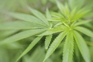 Marijuana-leaf